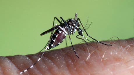 Dónde está localizado el mosquito tigre: el mapa más detallado en España