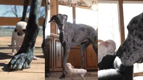 El histórico encuentro entre el perro más grande del mundo y el más pequeño