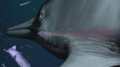 183 Millionen Jahre altes Flossen-Fossil entschlüsselt Dinosaurier-Anatomie