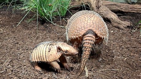 Tierisches: Erstes Sechsbinden-Gürteltier im Tierpark Hagenbeck geboren