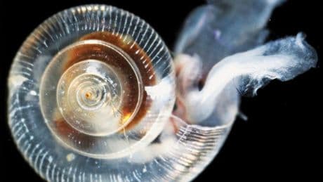 Ocean Acidification Crossed A Critical Boundary, Threatening Marine Ecosystems