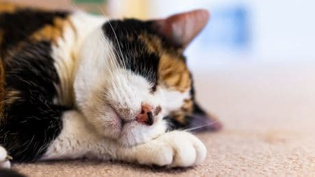 Schwarze Punkte am Kinn? Das könnte Katzenakne sein – so erkennen Sie sie