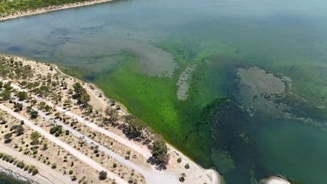 İzmir'de lagünü deniz yosunları kapladı