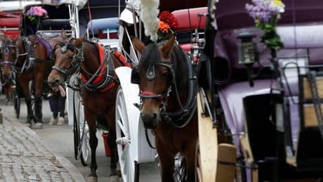 New York carriage horse's collapse spurs a criminal trial