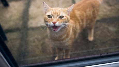 Rein oder raus? - Warum Katzen ständig vor der Tür stehen