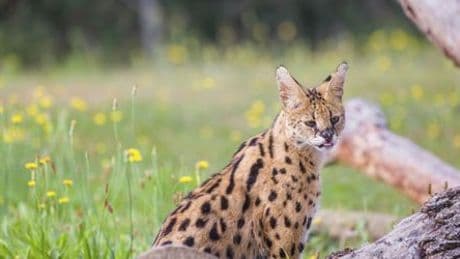 Serval in Reinbek: Entlaufene Wildkatze wieder eingefangen