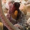 How to use 8 arms? Octopuses tend to explore with their front limbs