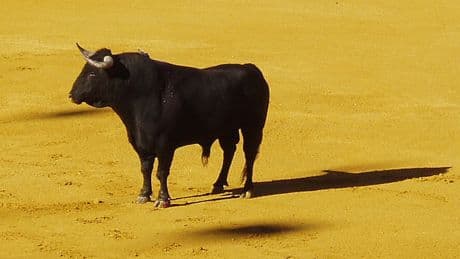 Muere un hombre en Ubrique tras ser embestido por un toro durante un festejo
