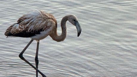 Wie kam der denn dahin? - Hier steht ein Flamingo im Titisee