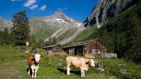 Roman „Wild wuchern“: Duell zweier Frauen auf einer Alm