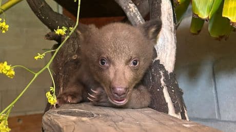 ‘Baby Bear’ Learns How to Be Wild From Humans in Fur