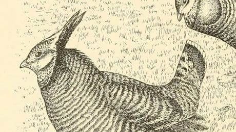 Meet The ‘Horned’ American Bird Last Seen On Martha’s Vineyard 92 Years Ago — Now Lost To The World Forever