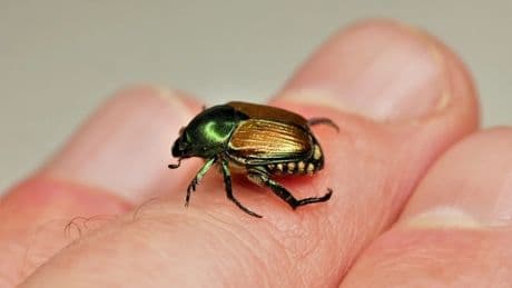 Invasive Arten: Dieser blinde Passagier befällt mehr als 300 Pflanzen