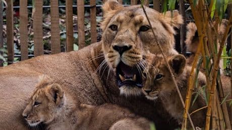 „Stark entkräftet“ – Kölner Zoo lässt zwei Löwenbabys einschläfern