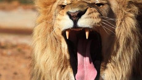 Türkei: Löwe bricht aus Zoo in Manavgat, Antalya aus und verletzt Mann