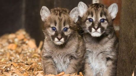Ferienausflug ab Hannover: Süßer Nachwuchs im Tierpark Ströhen