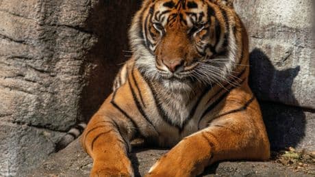 Un zoo en Dinamarca pide a la gente que done mascotas vivas para alimentar a sus depredadores