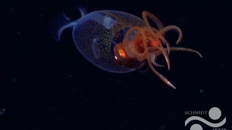 Scientists stunned to capture first video of colossal squid in the deep