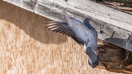 European city enlists falcons to solve its 'pigeon problem'