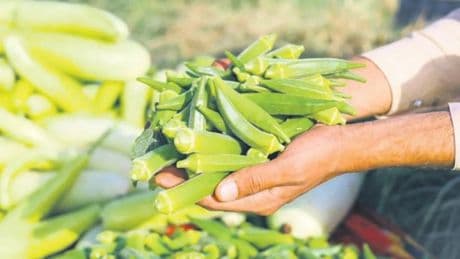 Hızlı kilo vermenin püf noktası bamya suyu