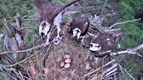 Feathers ruffled as Scottish ospreys caught in ménage à trois