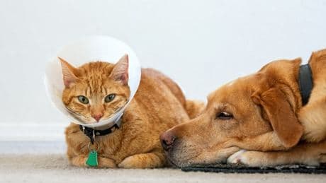 Budget, garanties, plafonds... Comment choisir une assurance pour votre animal de compagnie?