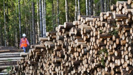 España, puerta de entrada de madera ilegal que sortea el embargo a Rusia