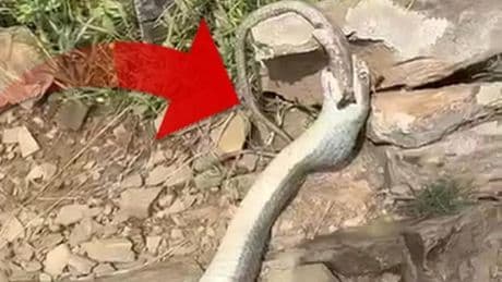 Doğanın çarpıcı yüzü! Çok ender rastlanan bir olay... Yürüyüş yaparken fark ettiler: İki yılan böyle görüntülendi