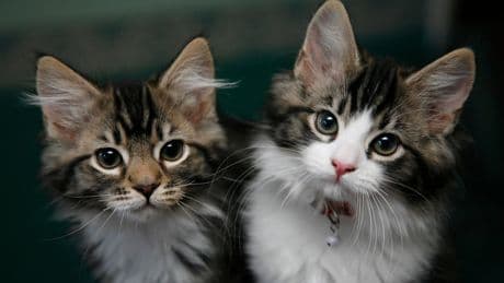 Record £1.23bn paid out in pet insurance claims in 2024, says ABI