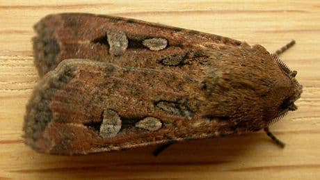 Written In The Stars: Bogong Moths Migrate To Hidden Caves By Following The Stars