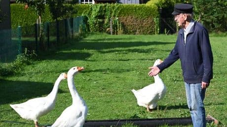 Landkreis Aurich: Gänse sorgen für Nachbarschaftsstreit in Marienhafe