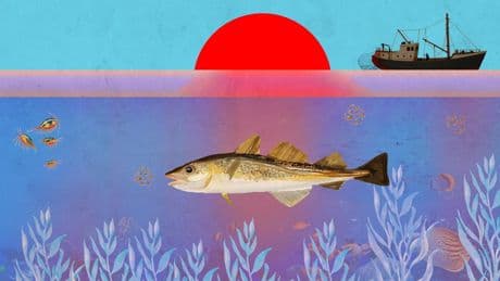 Le cabillaud, ce poisson disparu de nos eaux mais pas de nos assiettes