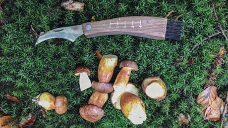 Genuss aus dem Wald: Pilze sammeln im Südwesten - wo es jetzt möglich ist