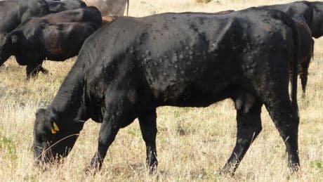 La dermatosis nodular contagiosa se extiende por Francia e Italia y pone en alerta a los ganaderos españoles