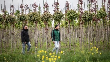 Een klein dorp in Gelderland is het epicentrum van de ‘laanboomkweek’: verkoelende, CO2-slurpende groene reuzen