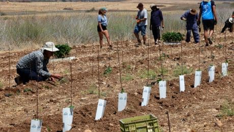 Israël: au monastère de Latroun, des vignes replantées en signe d'«espoir»