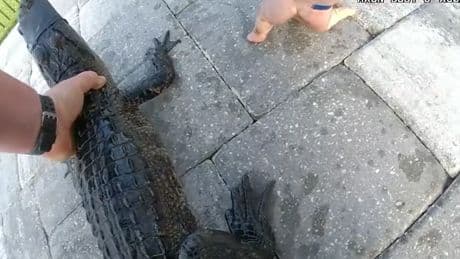 Moment police officer picks up alligator from swimming pool with bare hands