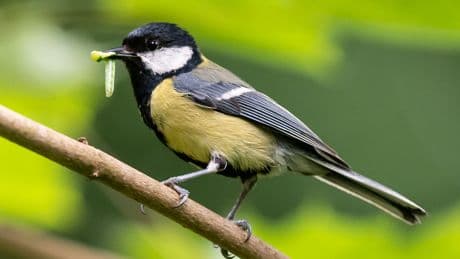 Experten klären auf: So werden Sie Raupen und Läuse im Garten los