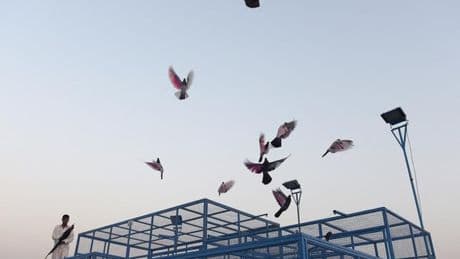 Sur les toits du Pakistan, les courses folles des pigeons athlétiques