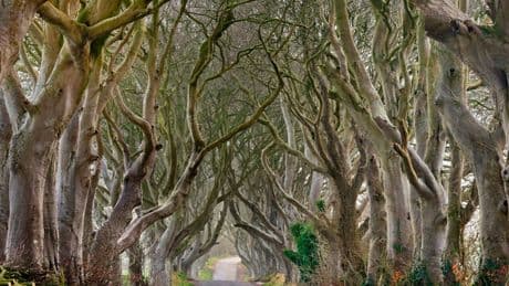 Brit motorists flocking to hidden road famed for its eerie beauty after appearance in Game of Thrones