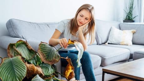 Teveel water of te weinig: miljoenen planten vinden vroegtijdige dood. Zo voorkom je   kale potten en een lege tuin