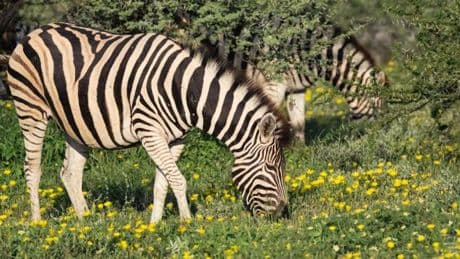 Nach dem Regen – im supertrockenen Namibia bietet sich aktuell ein rares Naturspektakel
