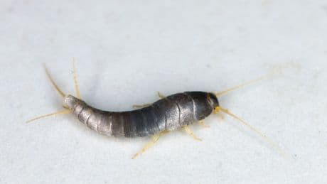 DIY-Fallen gegen Silberfischchen: Wie Sie die Tiere effektiv bekämpfen