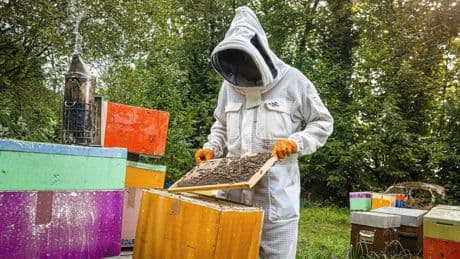 Pourquoi les apiculteurs tirent la sonnette d’alarme contre le retour des néonicotinoïdes ?