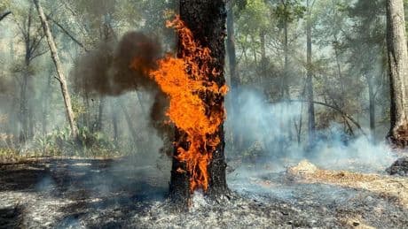 U.S. Investing To Remove Dead Forest Wood To Reuse And Deter Wildfires