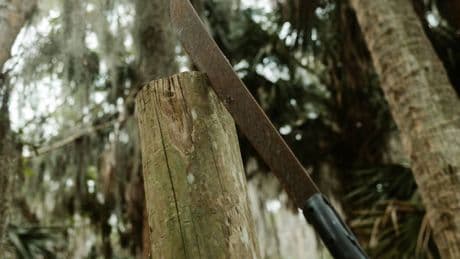 Compagno Machete