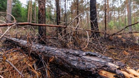 Brand im Tennenloher Forst: Waldbrand glimmt weiter - Zusammenhang mit anderen Bränden?