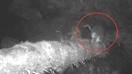 Colocan una cámara espía y logran grabar a una 'rata gigante' desaparecida desde 1989