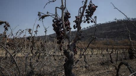 "Une ampleur inédite en France": l'incendie dans l'Aude a laissé un "goût de fumée" dans les vignobles