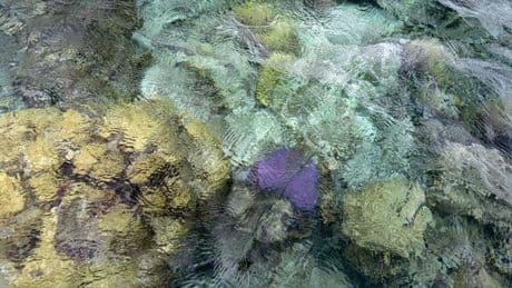 Environnement : la Nouvelle-Calédonie, adopte un moratoire de 50 ans pour protéger ses fonds marins